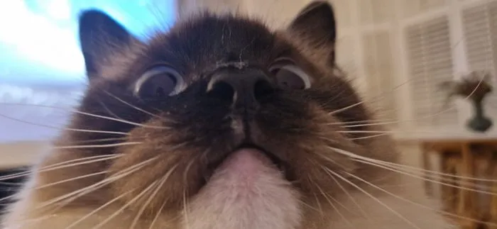 My cat, extremely close to the camera, unimpressed